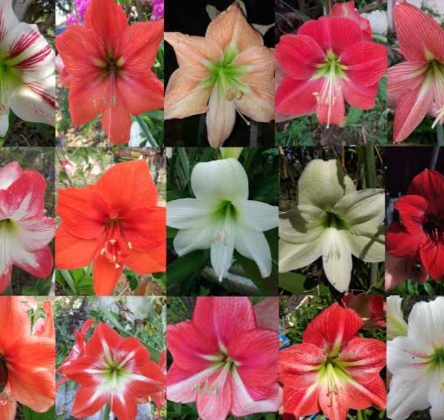 Amaryllis Lily is a flowering medicinal bulbous