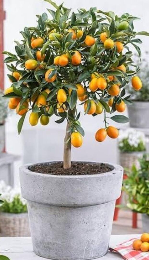 Hirva Swapna tip of the day Maintenance of citrus plants in pots