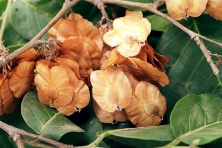 Holoptelea integrifolia – Chilbil, Jungle elm,