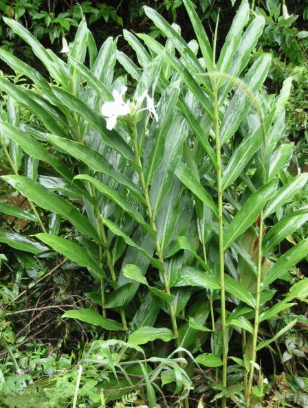 Hedychium Coronarium – Sontakka