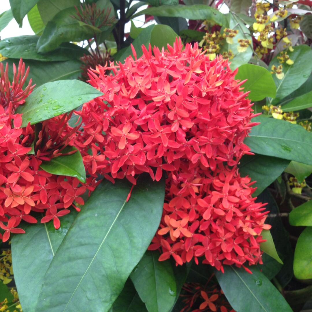 Ixora Coccinea