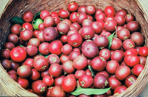 *Garcinia Indica* .. Kokum, Amsur, Punarpuli, etc..Indica as the name suggests is a medicinal tree originally from India found mostly in the southern and western belts of India, also widely used in Assam. A very hardy tough tree with zero care requirement by way of watering, manuring or pesticide, but highly used in our culinary, cosmetic and medical field. It brings tartness to our dishes and is used in cooking, for making cooling summer drinks, solkadis as well as kokum butter (derived from the seeds) a plant based extract which is used in cooking, making choclates and in the cosmetic industry. Medically Ayurveda uses Kokum in weight loss, curing acidity, as coolant in summers, excellent for heart, curing diabetes and blood pressure, digestive and skin ailments, etc. Kokum is also used in healing anxiety and depression by healing frayed nerves. Adding fresh kokum in season and dried kokum rest of year in our diet will give immense benefits