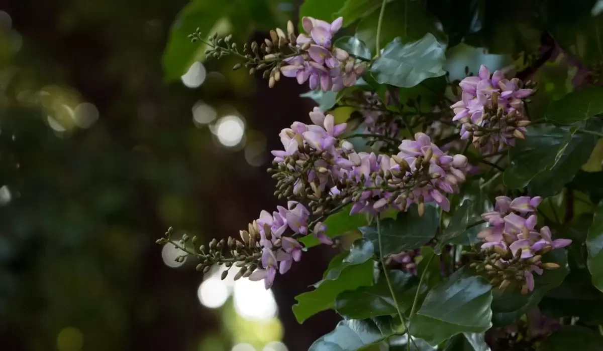 Millettia Pinnata