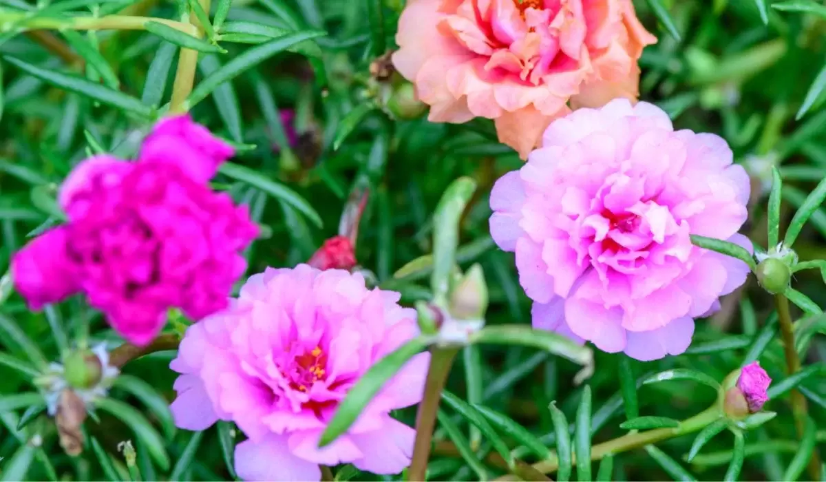 Portulaca Grandiflora – Chini Gulab