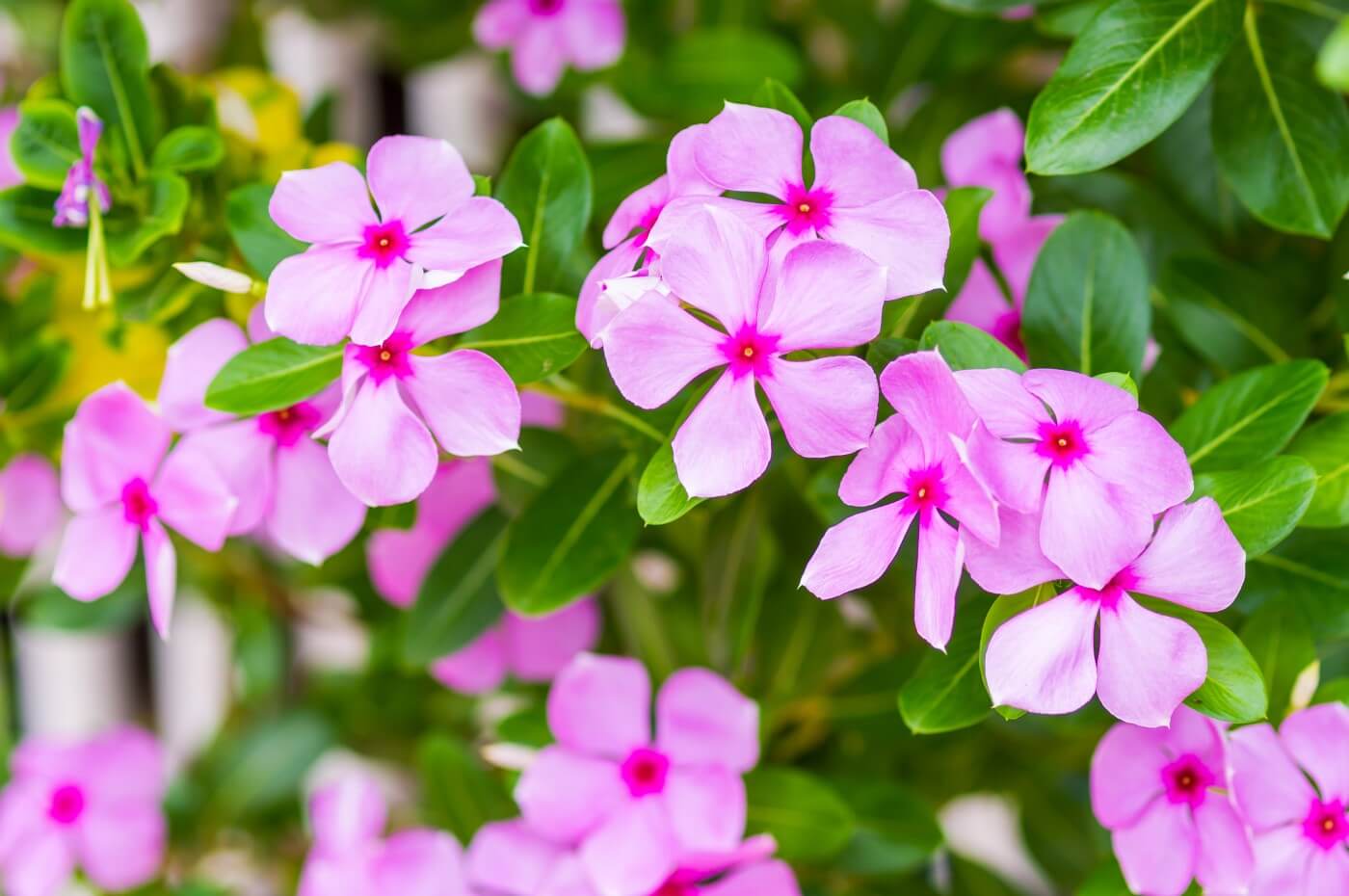 Catharanthus Rosea – SadaPhuli