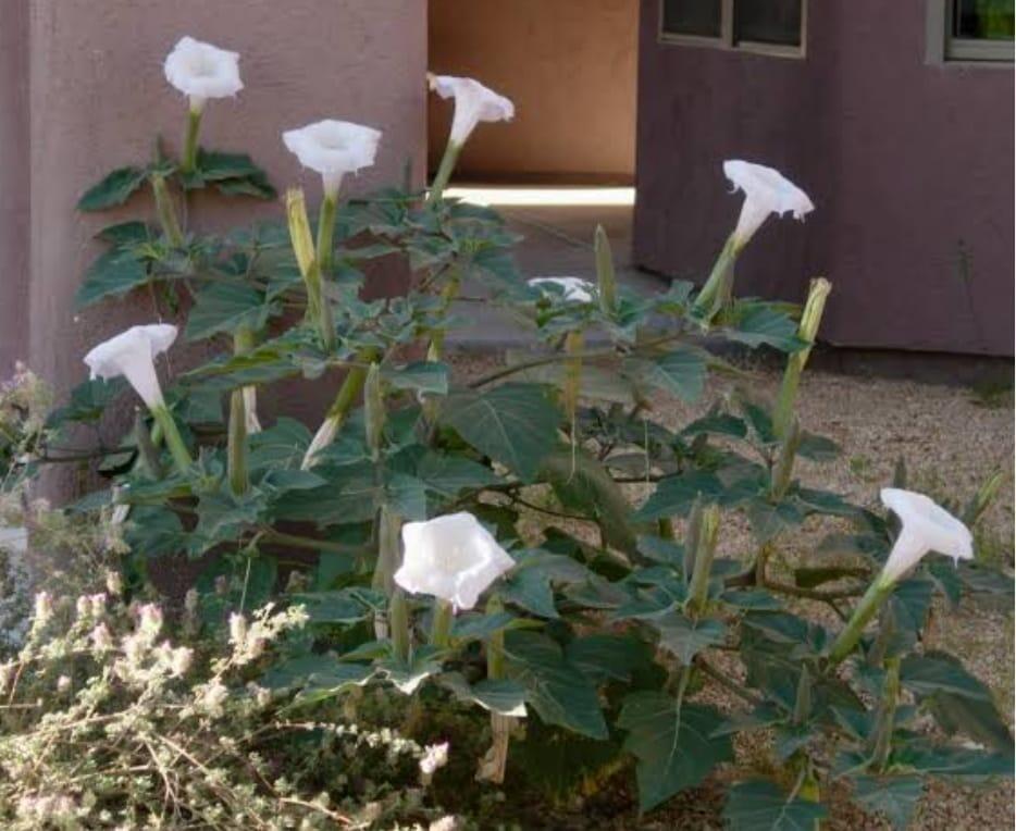 Datura Stramonium