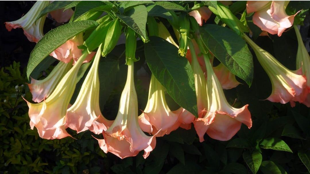 Brugmansia – Angel’s trumpet