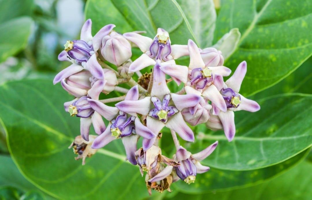 Calotropis Gigantea – Mandar, Rui