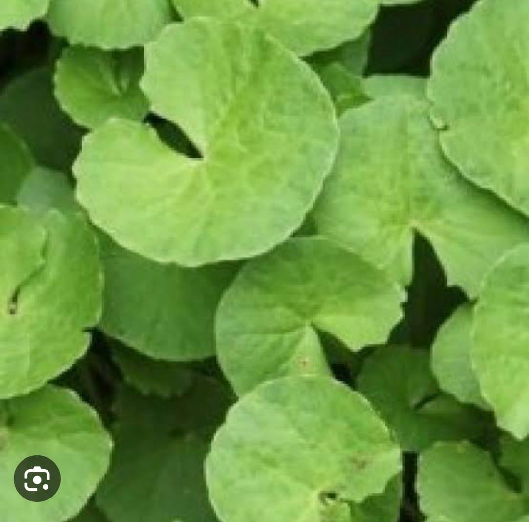 Centella Asiatica – Mandukaparni, Brahmi, Saraswati