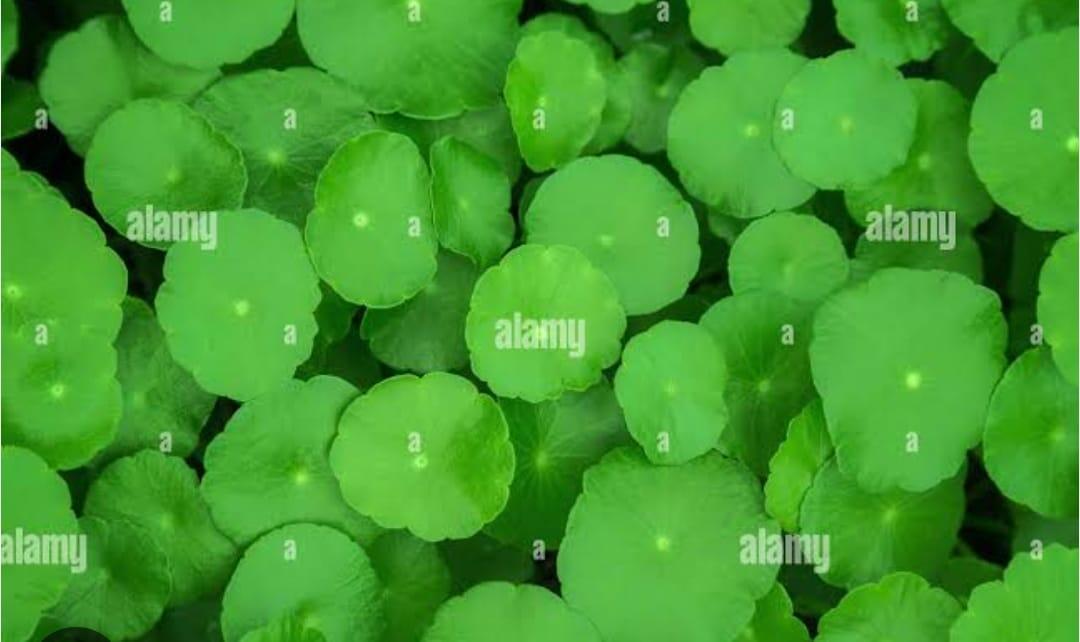 Umbilicus rupestris – Pennywort