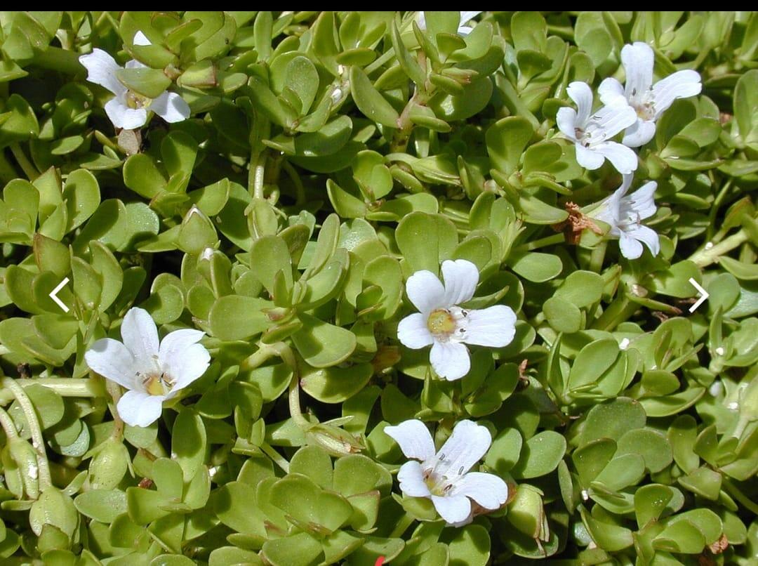 Bacopa monnieri – Neer Brahmi