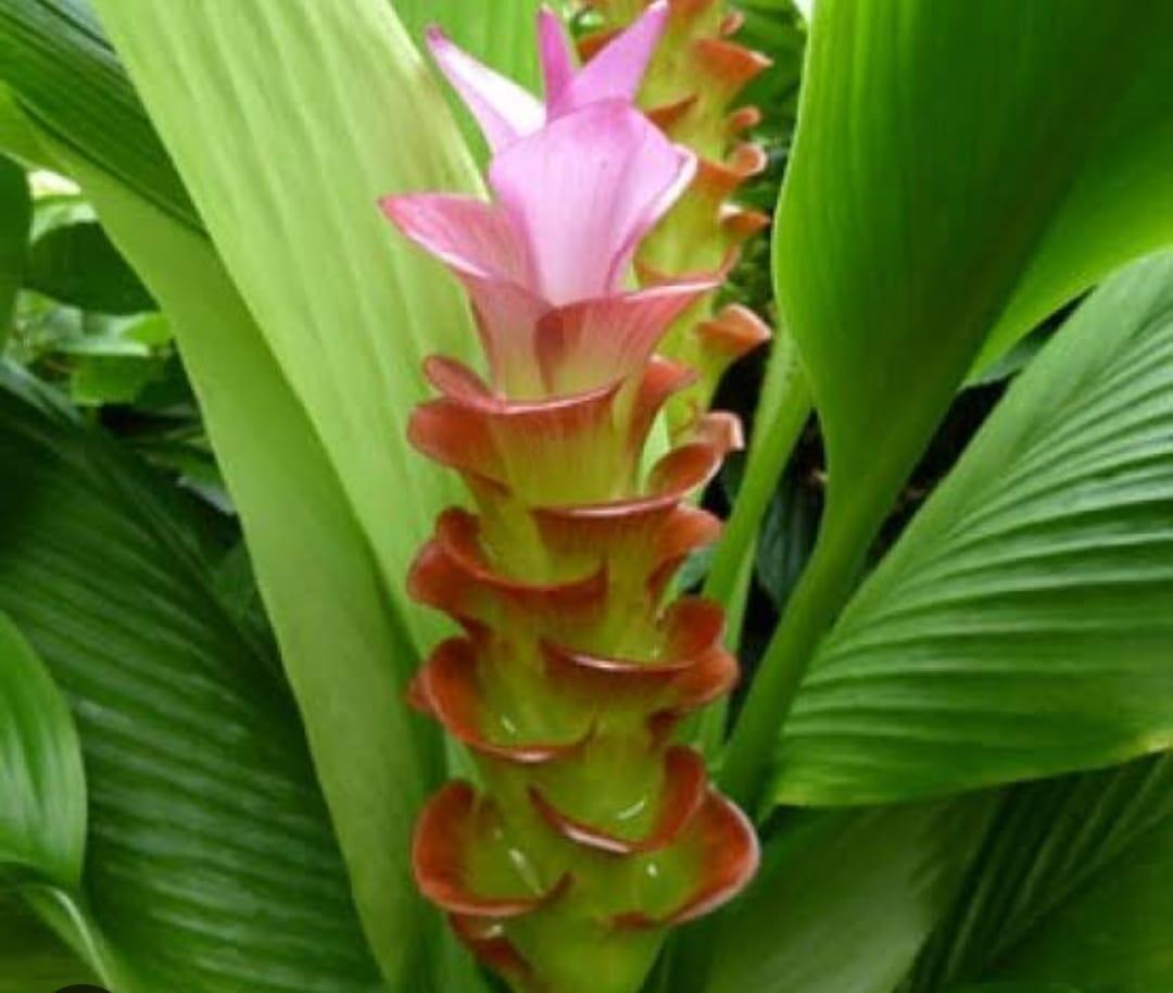 Curcuma longa – Turmeric, Haldi, Manjal,