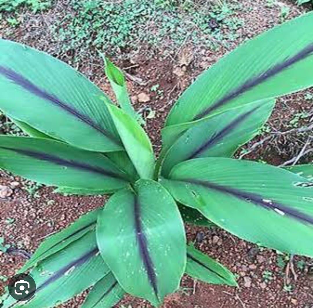 Curcuma longa