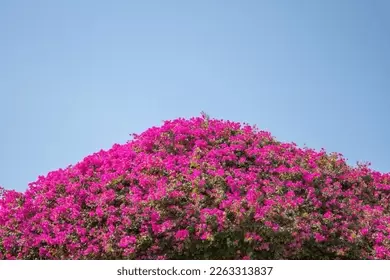 Bougainvillea genus