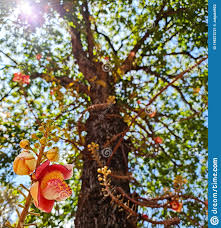 Couroupita guianensis – Cannon Ball tree