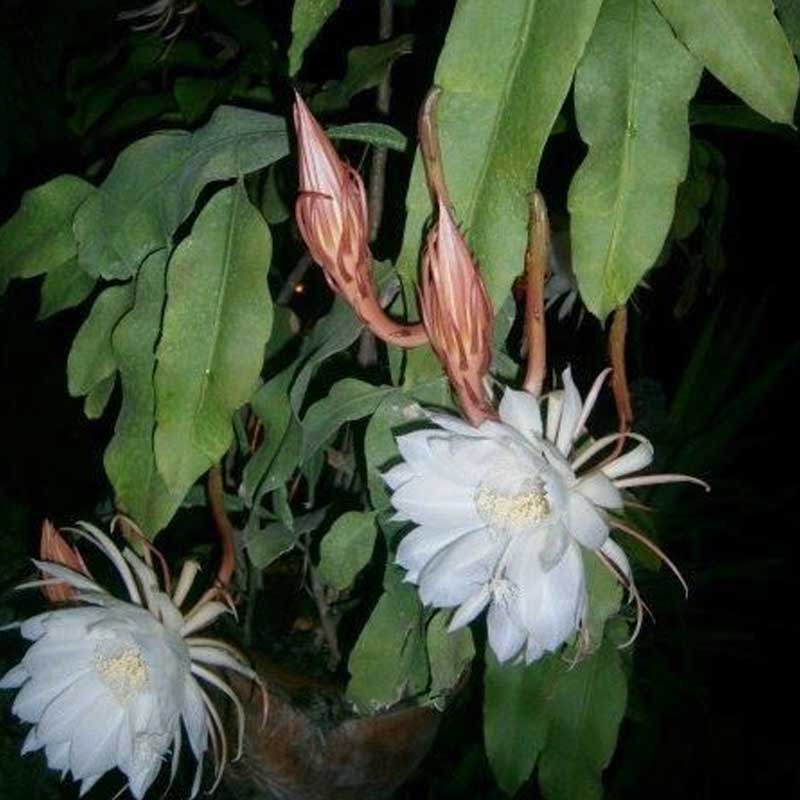 Epiphyllum Oxypetalum – Brahmakamal