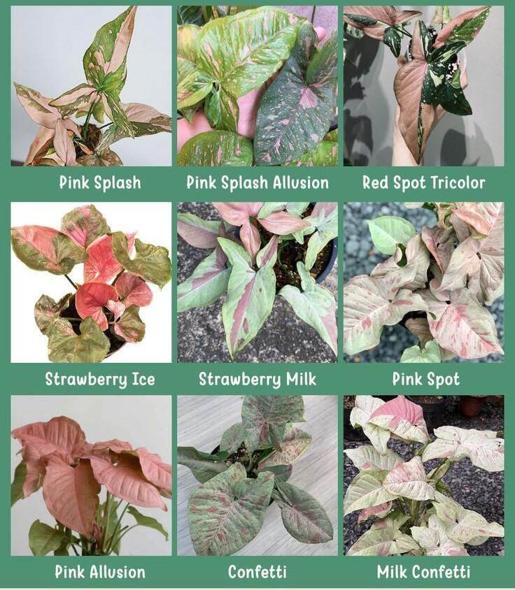 Syngonium…Guide To Basic Gardening