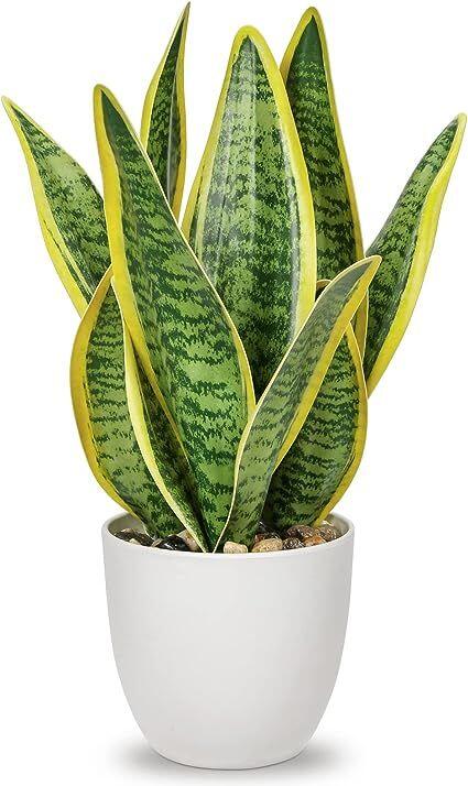 Snake plant…gardening basic