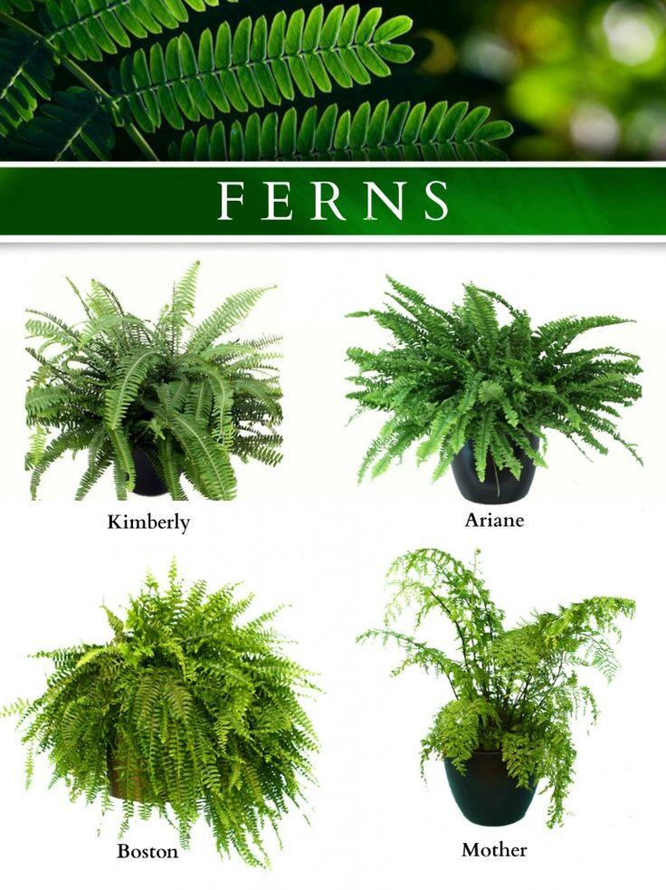 Ferns