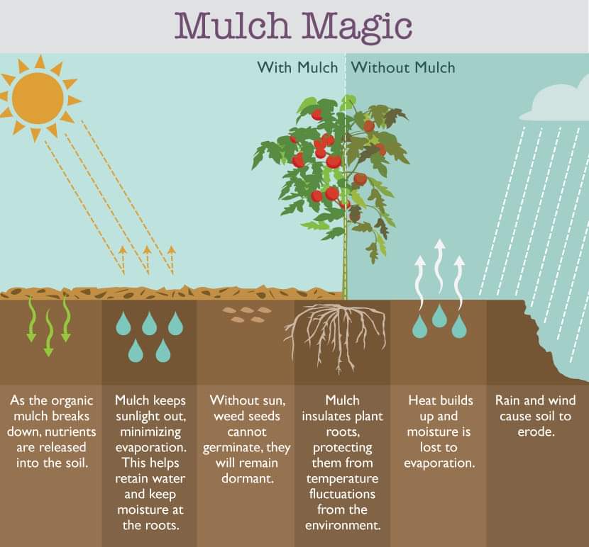 Mulching